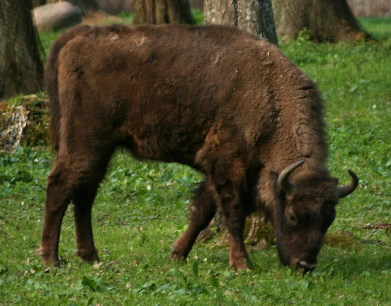 Europinis stumbras žolėje
