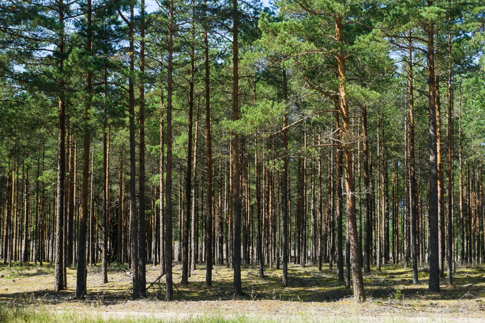 Aukštos pušys ir saulės apšviesta miško paklotė Kuršių nerijoje