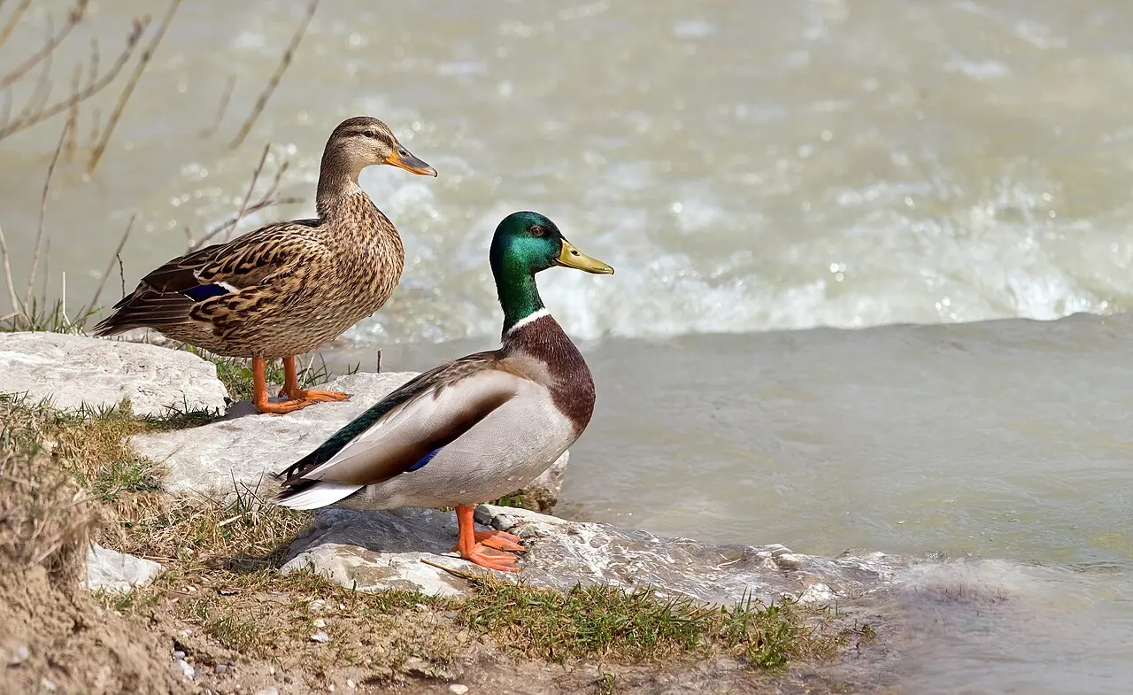 Didžiųjų ančių pora – Miūltalis, Vokietija