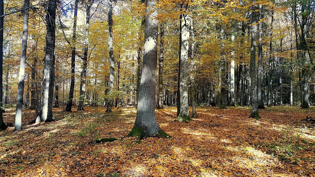 Buktos miškas – Žuvinto biosferos rezervatas, Lietuva