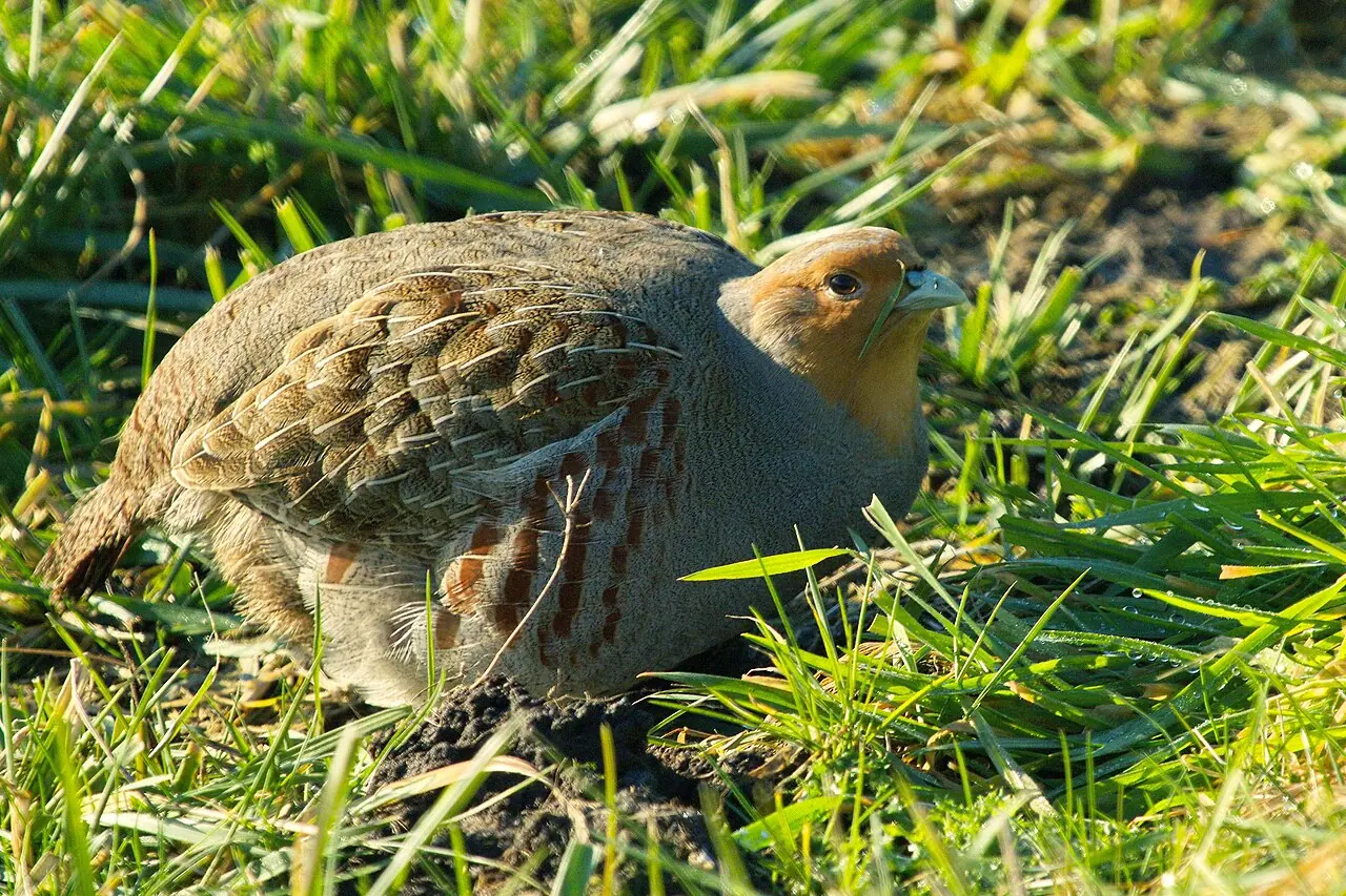 Pilkoji kurapka – Nyderlandai