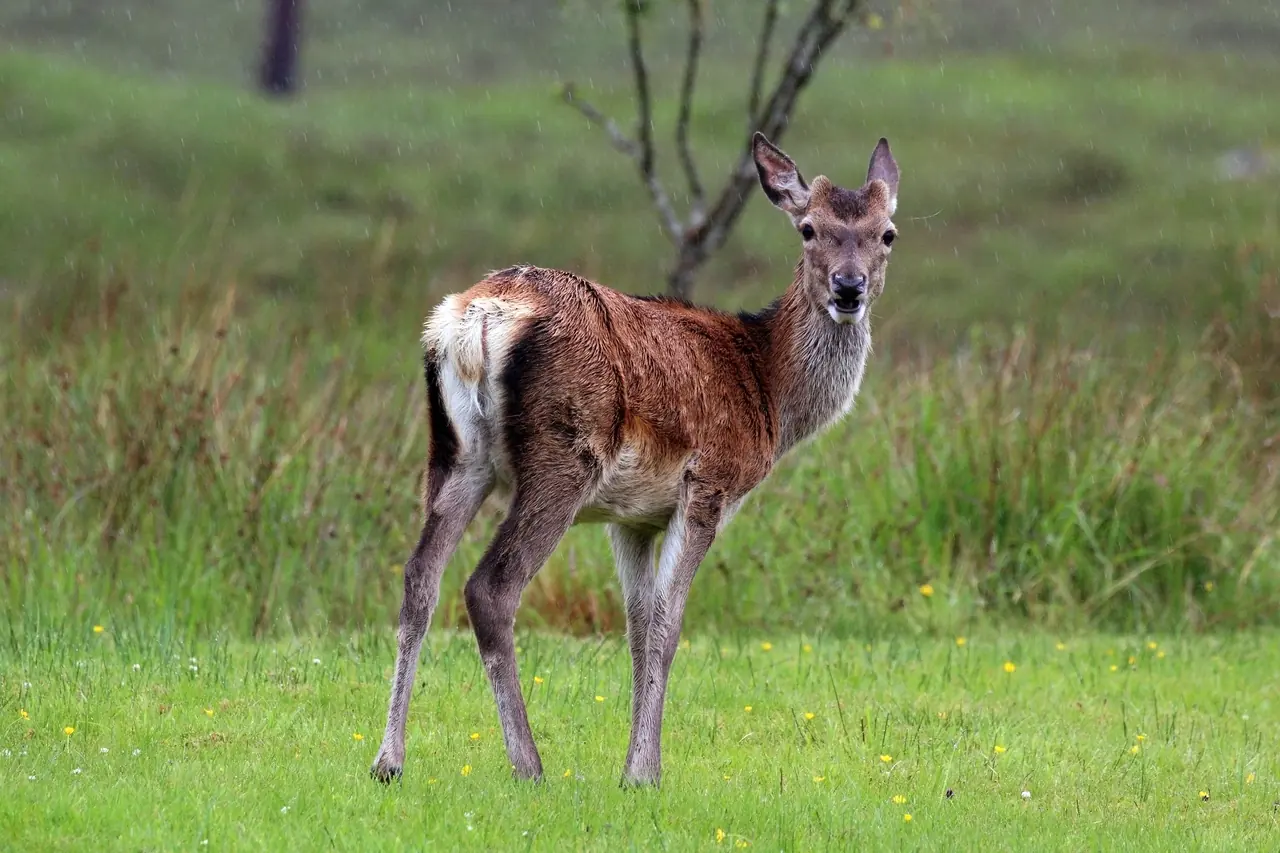 Jaunas taurusis elnias žolėje, atsukęs galvą į fotografą