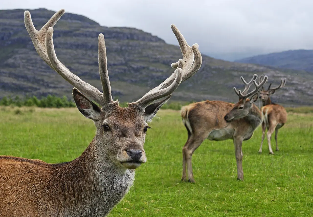 Elnias augančiais ragais – Glen Torridon, Škotija